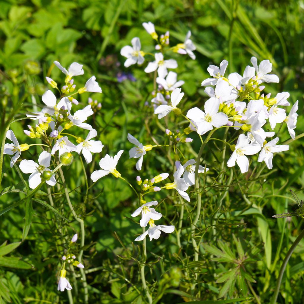 Arabis ferdinandi-coburgii