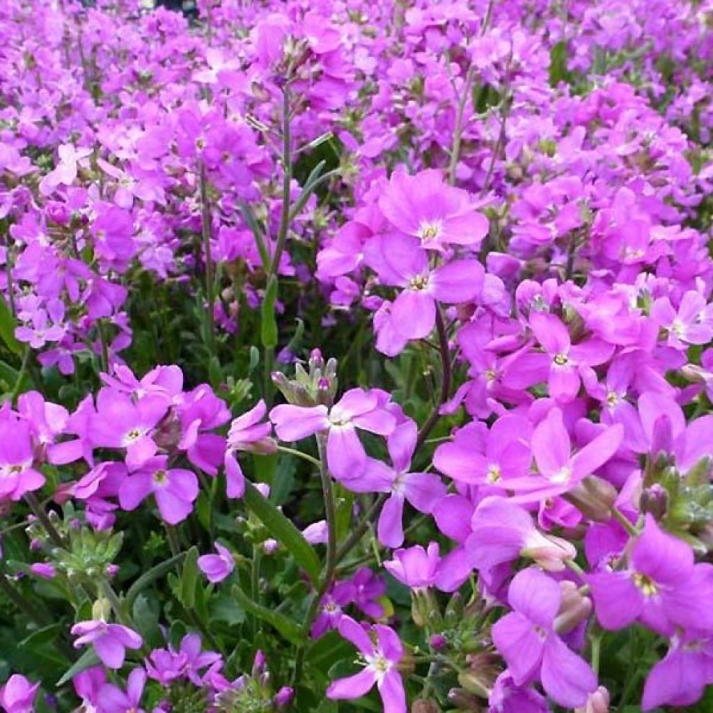Arabis blepharophylla Frühlingszauber