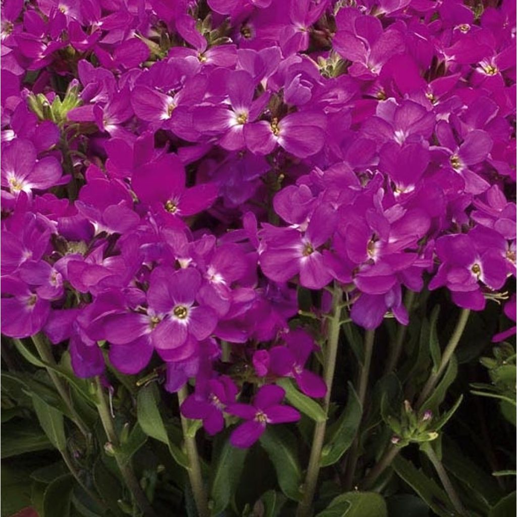Arabis blepharophylla Rose Delight