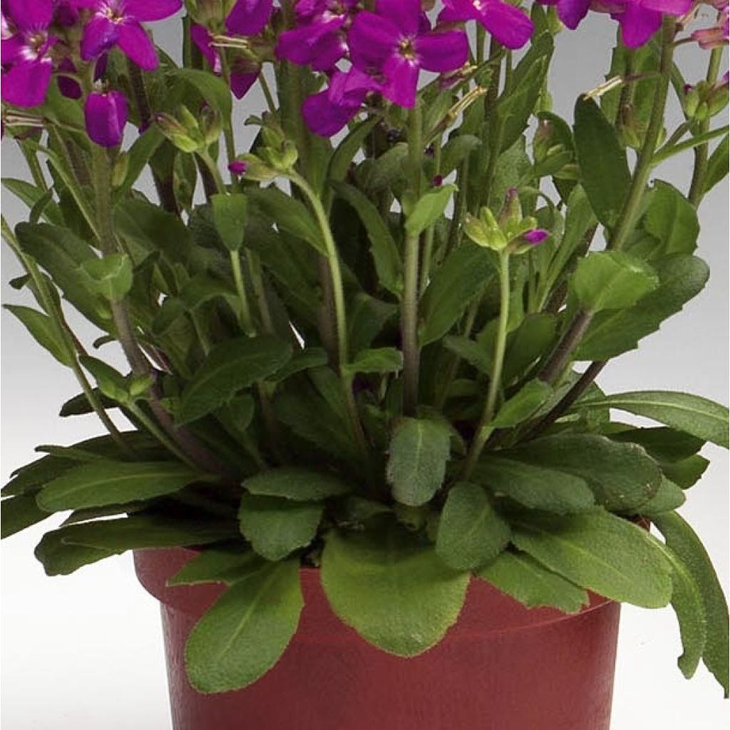 Arabis blepharophylla Rose Delight