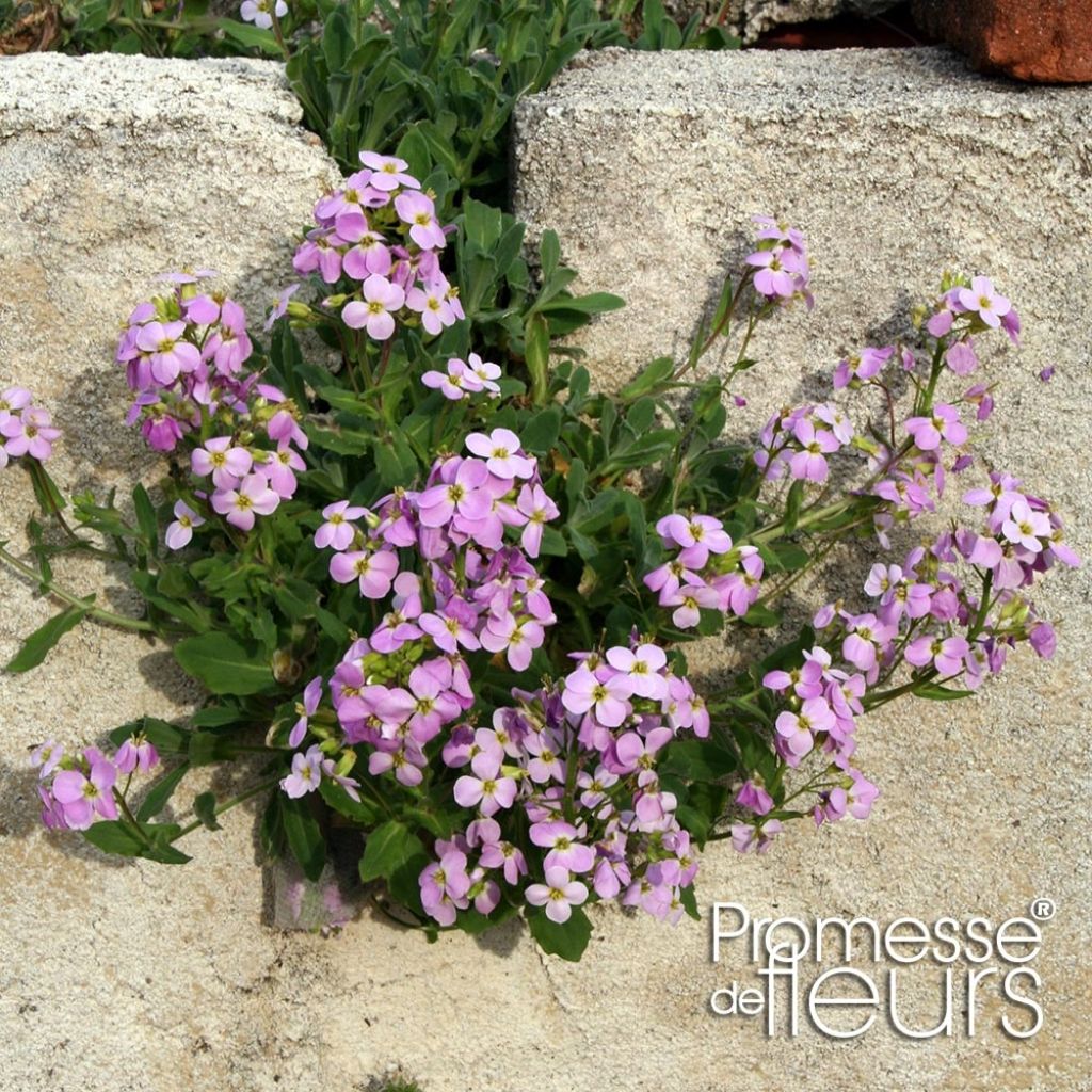 Arabis alpina subsp. caucasica Rosea