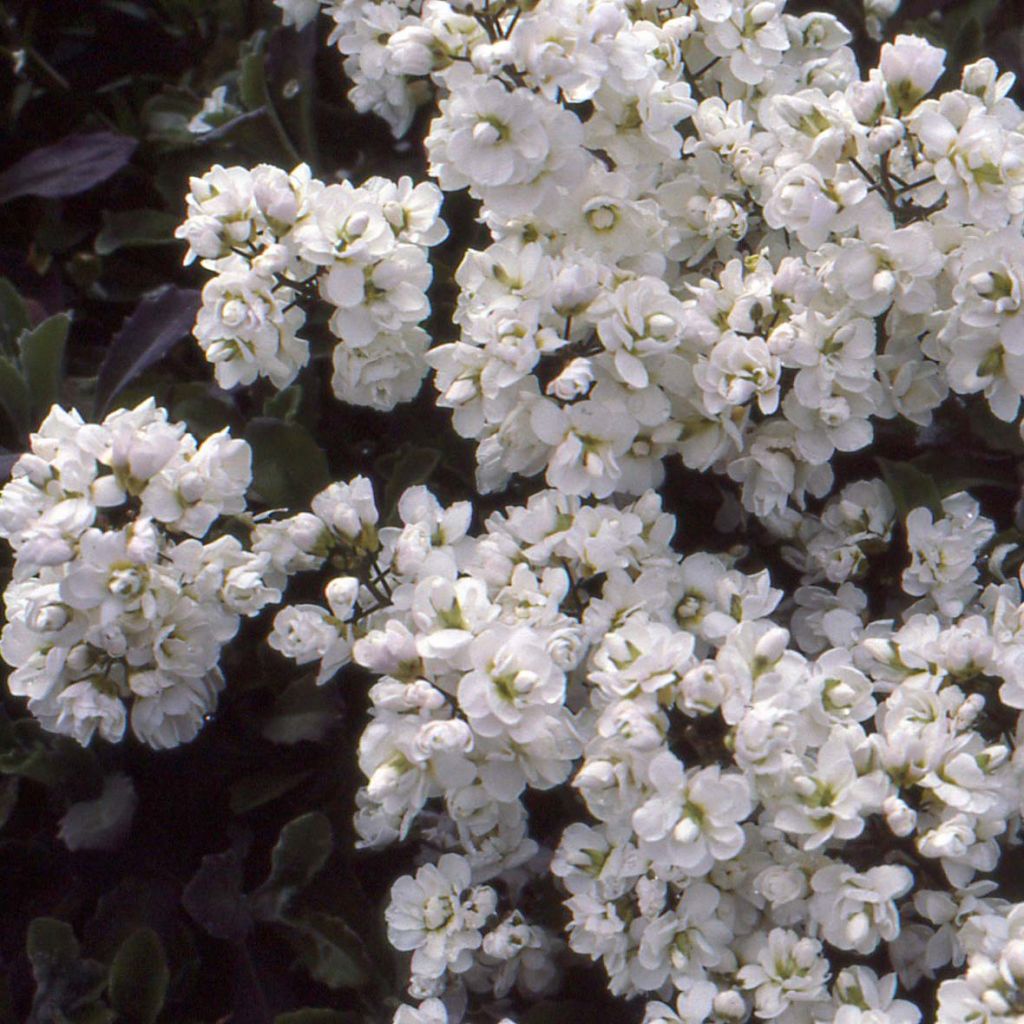 Arabis alpina subsp. caucasica Plena