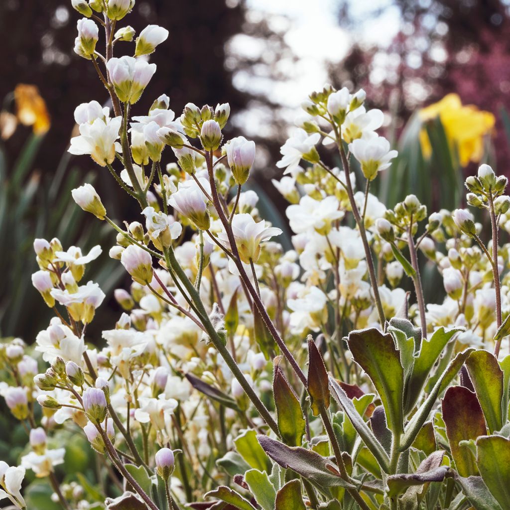 Arabis alpina subsp. caucasica Plena