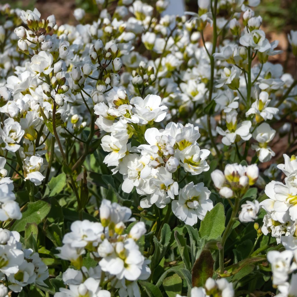 Arabis alpina subsp. caucasica Plena