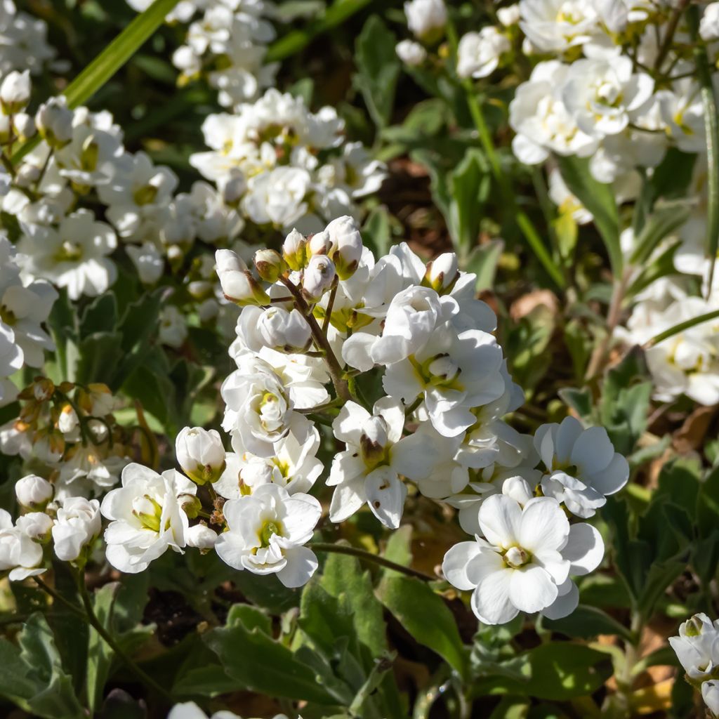 Arabis alpina subsp. caucasica Plena