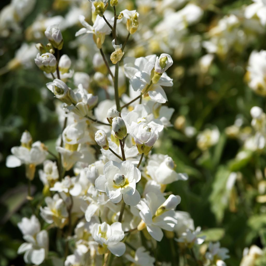 Arabis alpina subsp. caucasica Plena