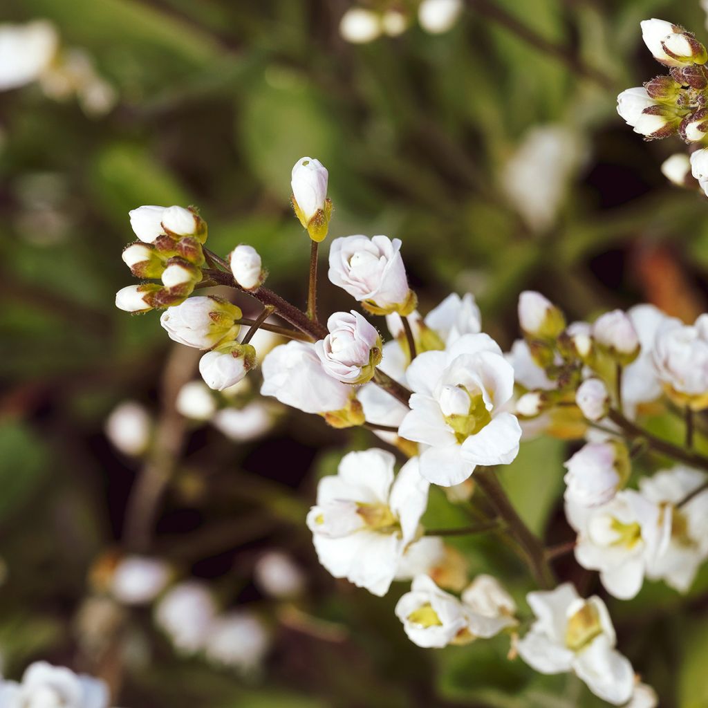 Arabis alpina subsp. caucasica Plena
