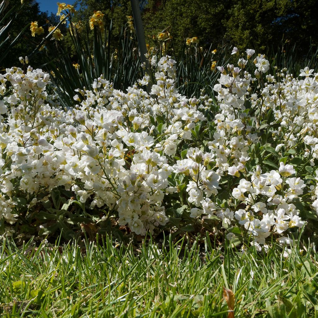 Arabis alpina subsp. caucasica Plena