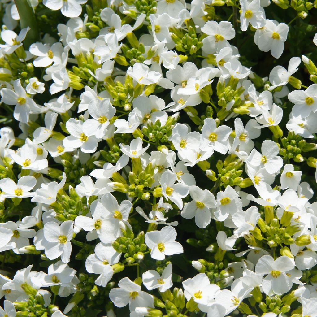 Arabis alpina subsp. caucasica Snowball