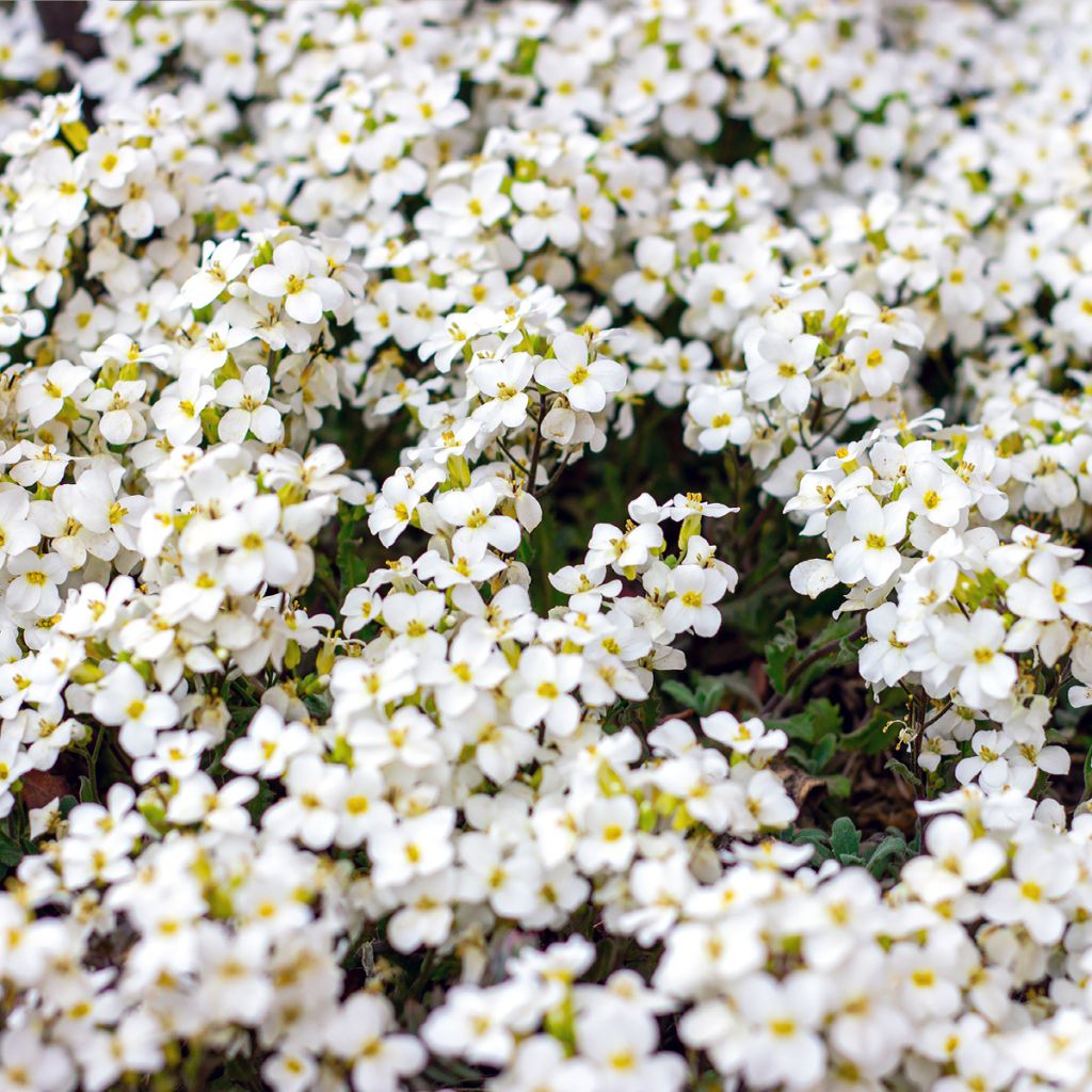 Arabis alpina subsp. caucasica Snowball