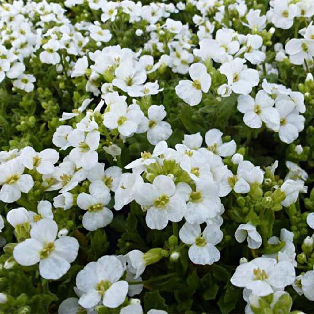 Arabis alpina subsp. caucasica Snowcap