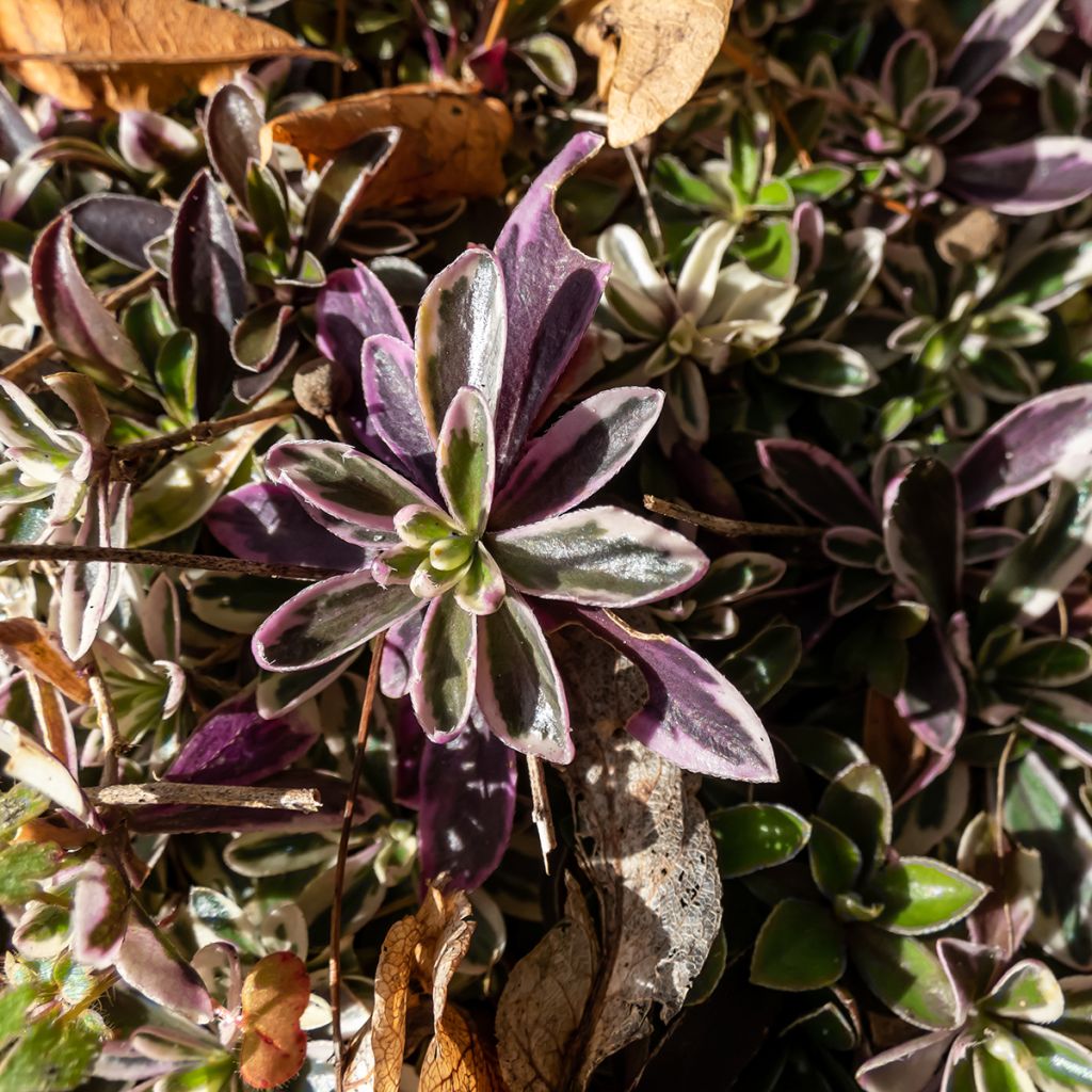 Arabis ferdinandi coburgii Variegata