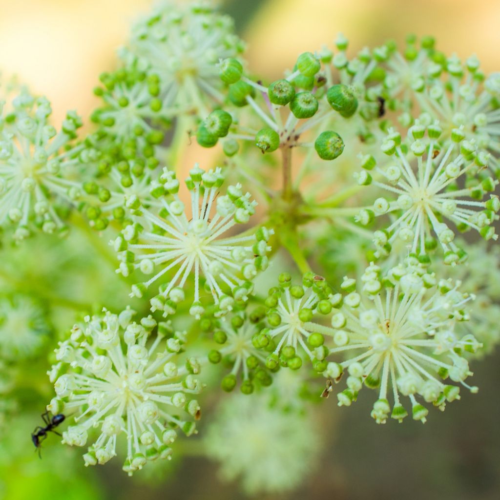 Aralia cordata Sun King