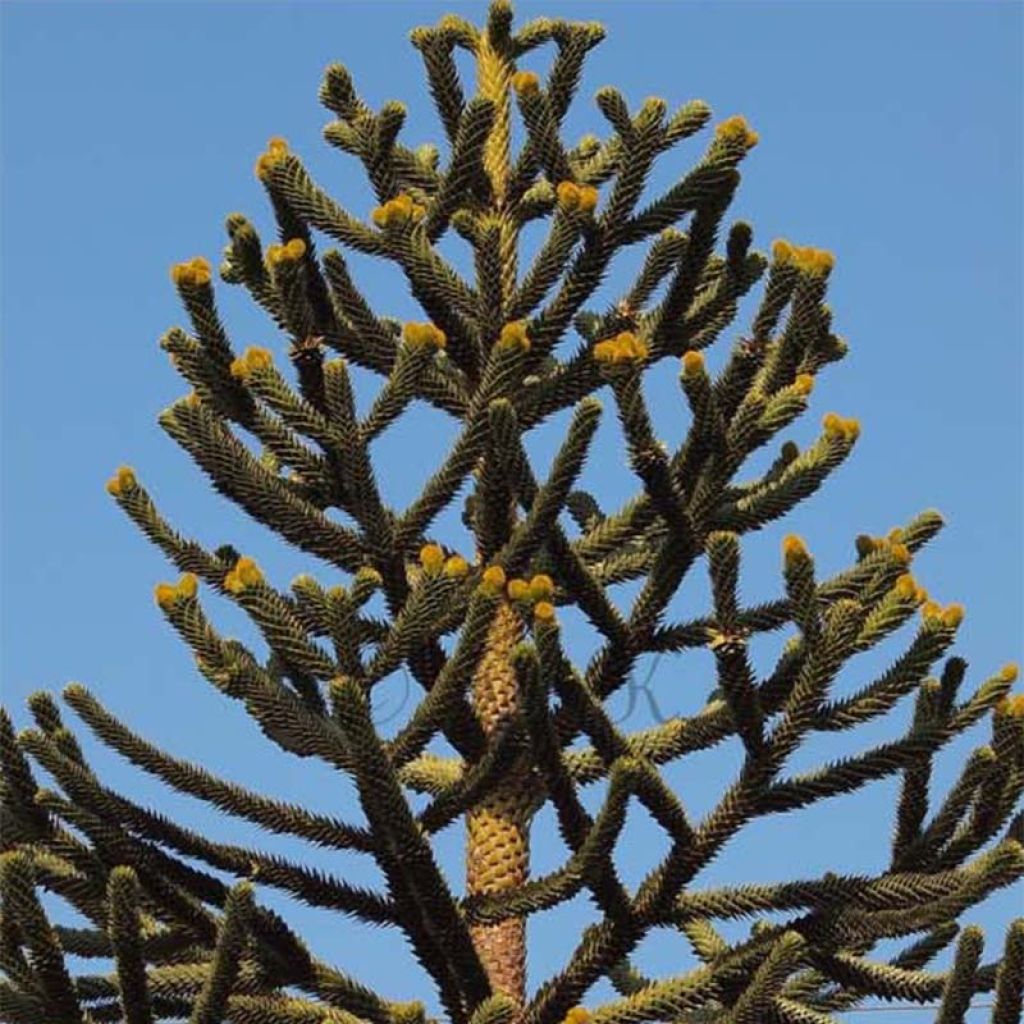 Araucaria araucana - Monkey Puzzle