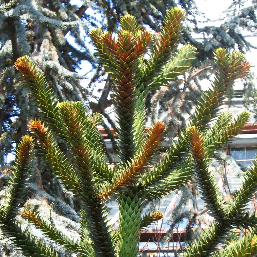 Araucaria araucana - Monkey Puzzle