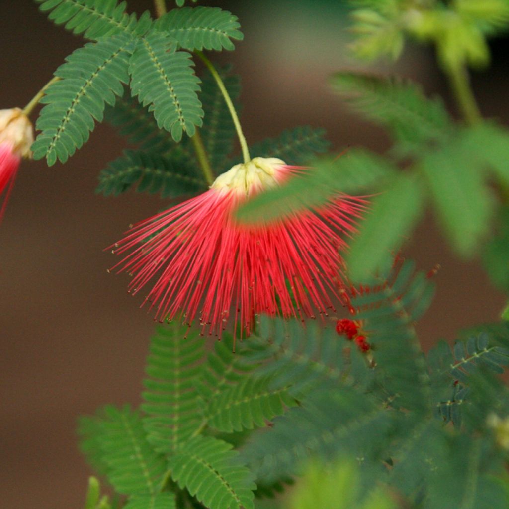 Albizia julibrissin Rouge de Tuiliere