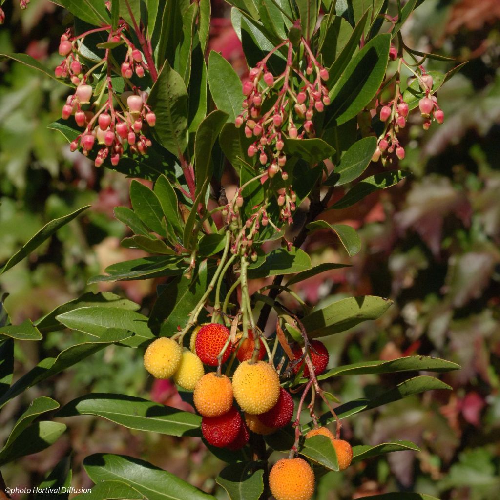 Arbutus unedo Roselily - Strawberry Tree