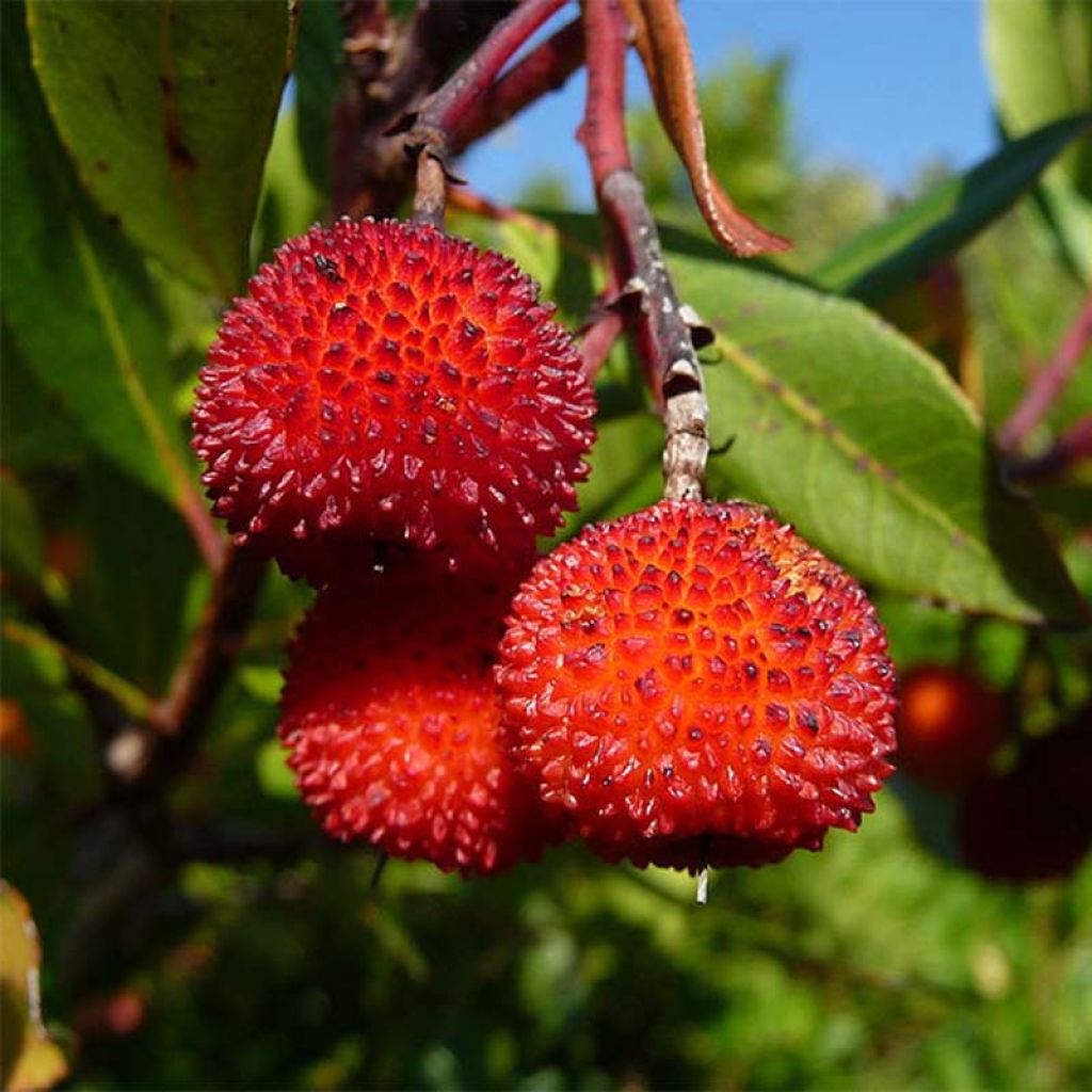 Arbutus unedo Rubra - Strawberry Tree
