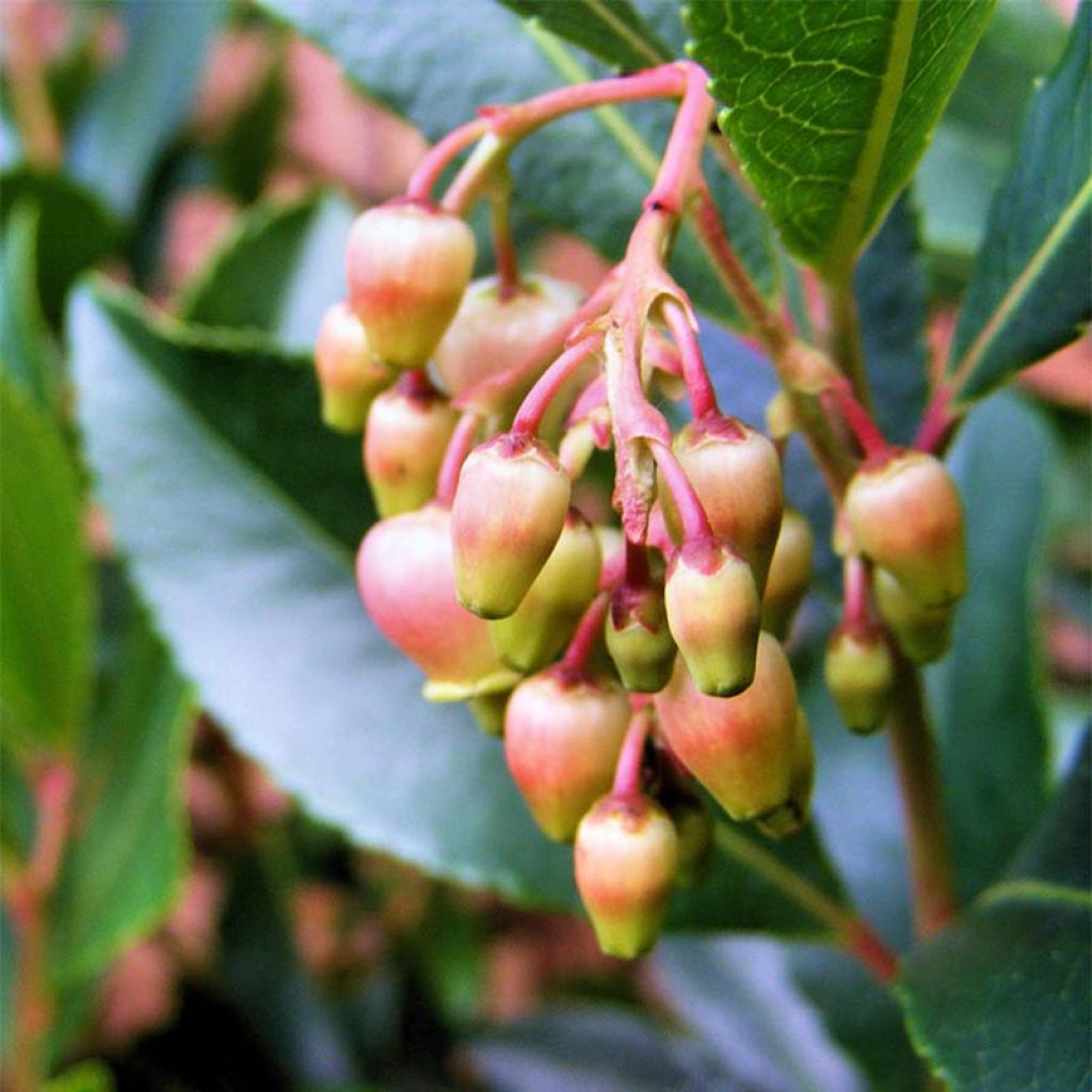 Arbutus unedo Rubra - Strawberry Tree