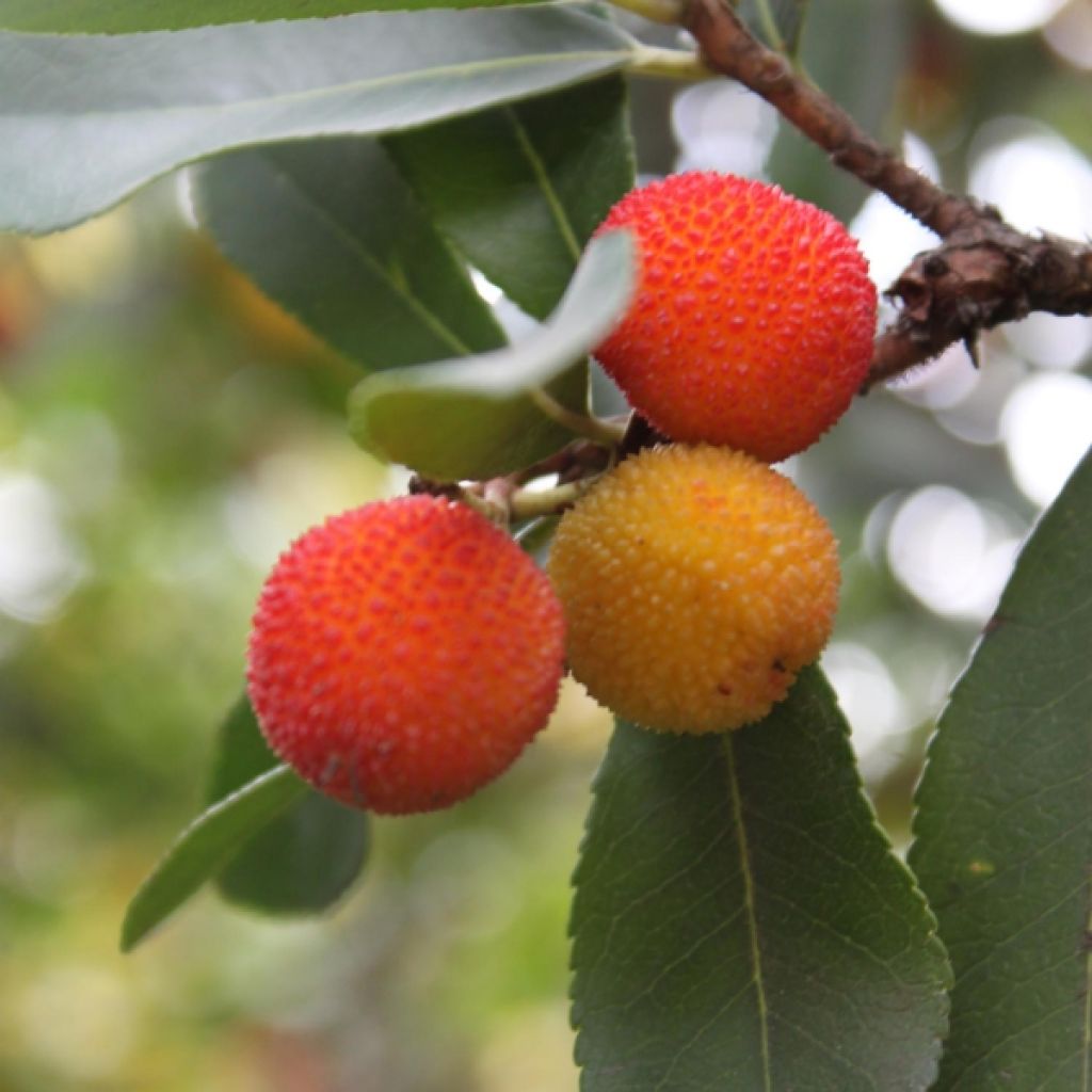 Arbutus unedo - Strawberry tree
