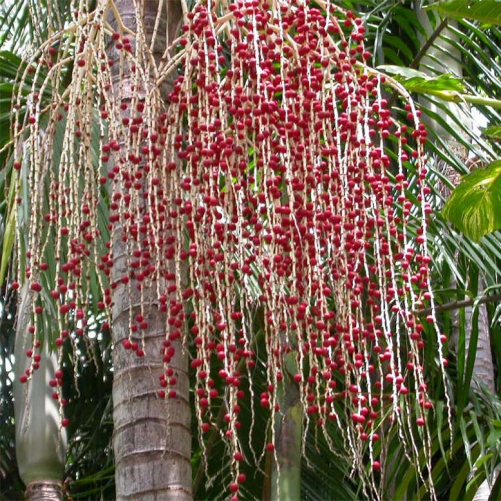 Archontophoenix alexandrae - Alexandra Palm