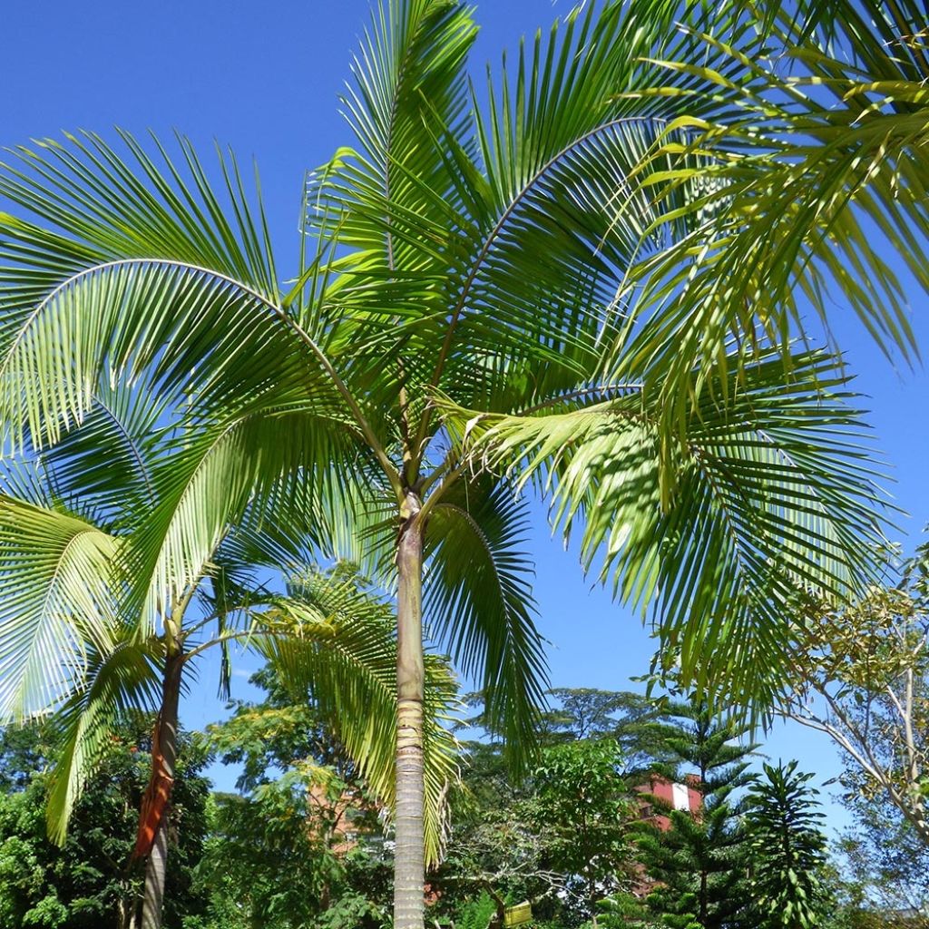Archontophoenix cunninghamiana - Piccabeen Palm