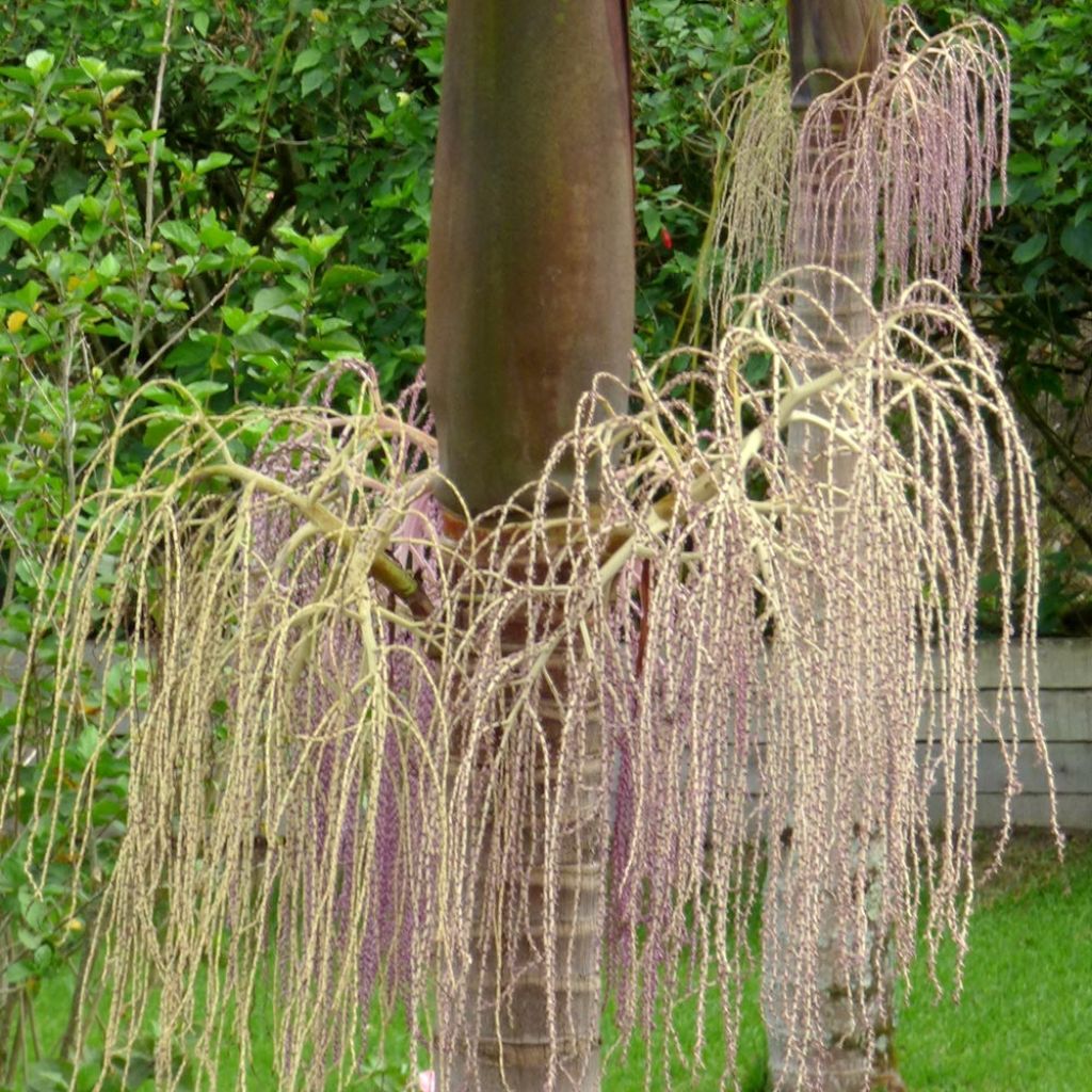 Archontophoenix cunninghamiana - Piccabeen Palm