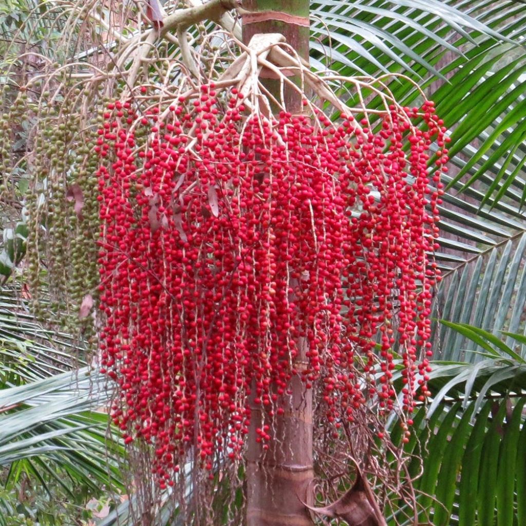 Archontophoenix cunninghamiana - Piccabeen Palm