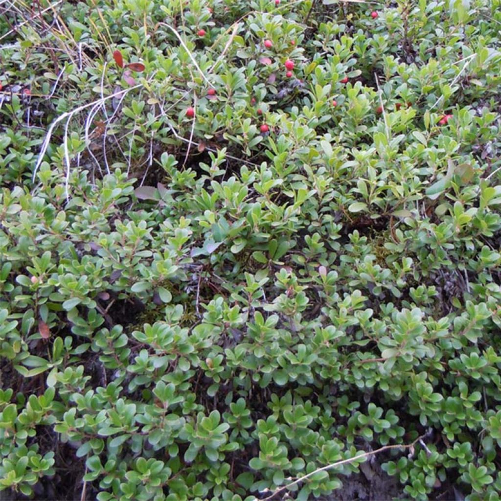 Arctostaphylos uva-ursi - Bearberry
