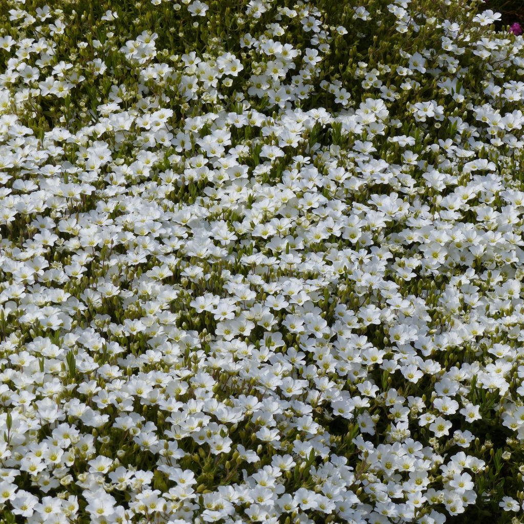 Arenaria montana