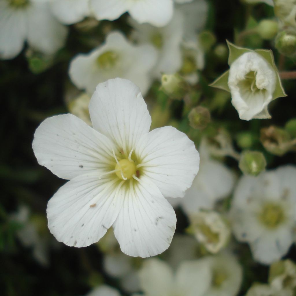 Arenaria montana