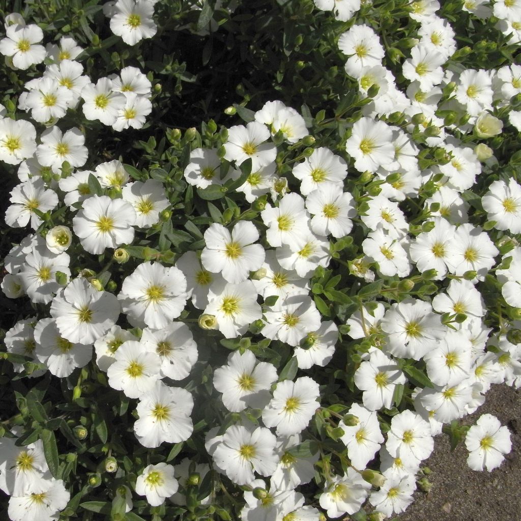 Arenaria montana