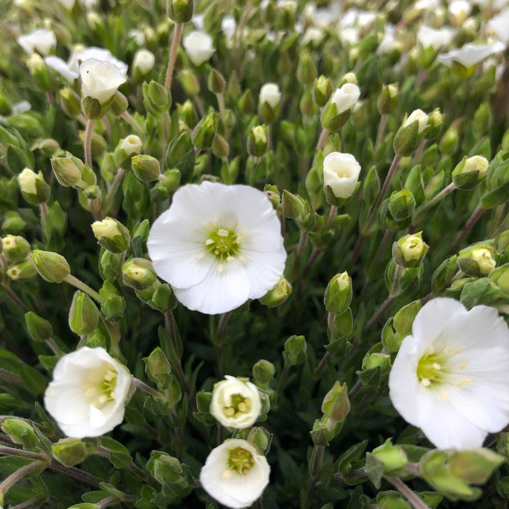 Arenaria montana