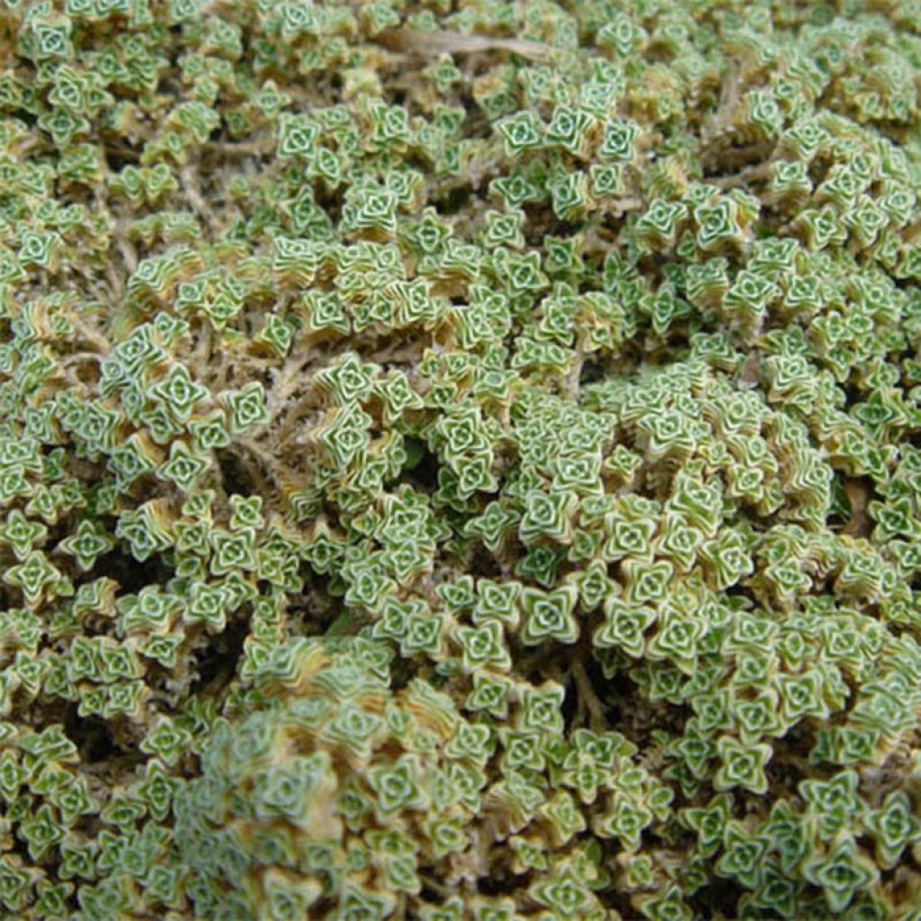 Arenaria tetraquetra subsp. granatensis subsp. granatensis