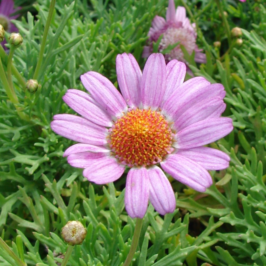 Argyranthemum Petite Pink - Marguerite