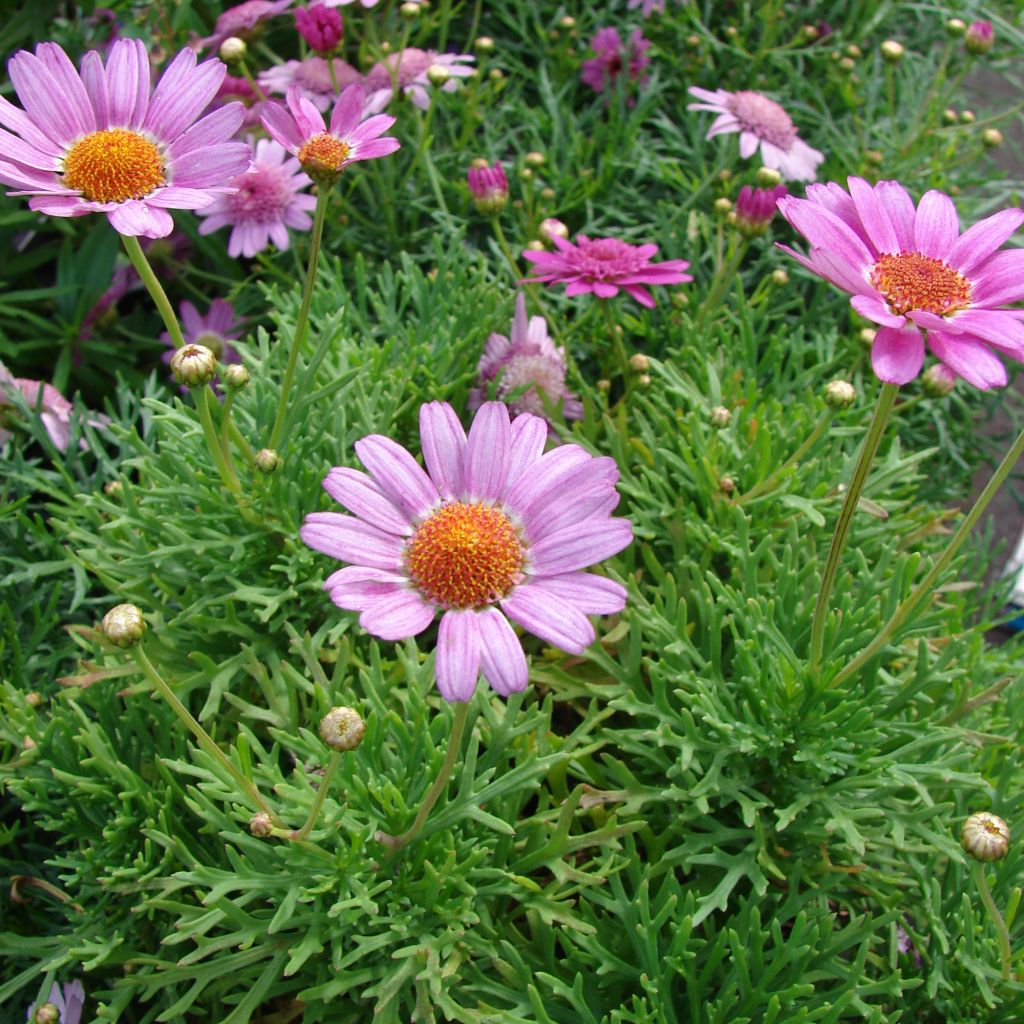 Argyranthemum Petite Pink - Marguerite