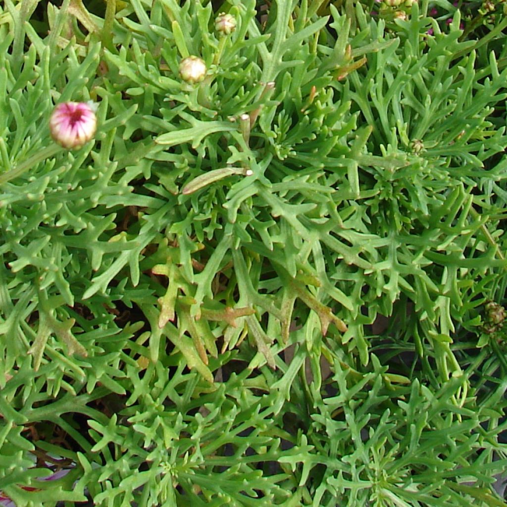 Argyranthemum Petite Pink - Marguerite