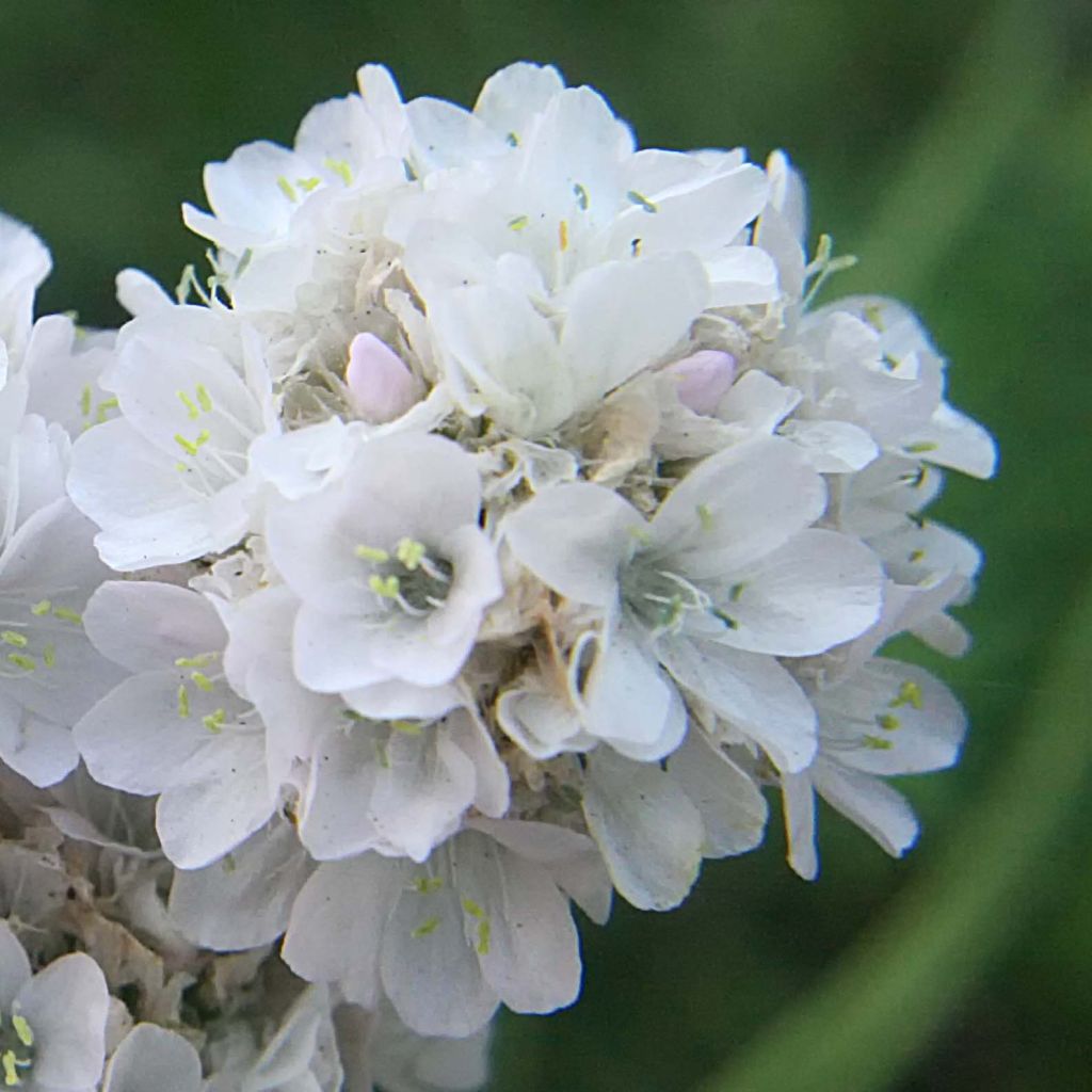 Armeria maritima Alba - Sea Thrift