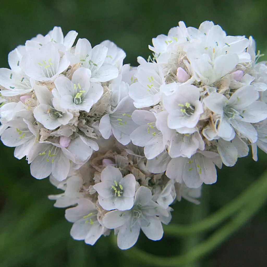 Armeria maritima Alba - Sea Thrift