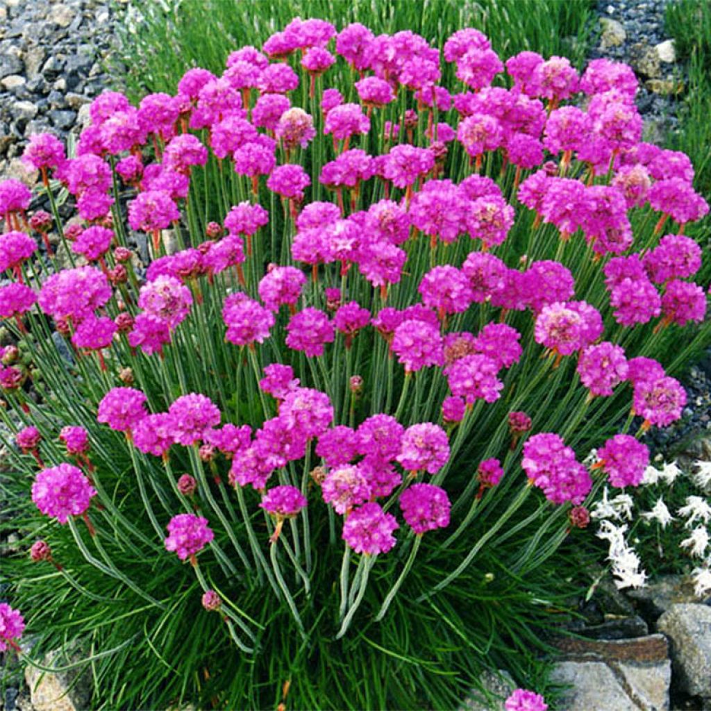Armeria maritima Düsseldorfer Stolz - Sea Thrift