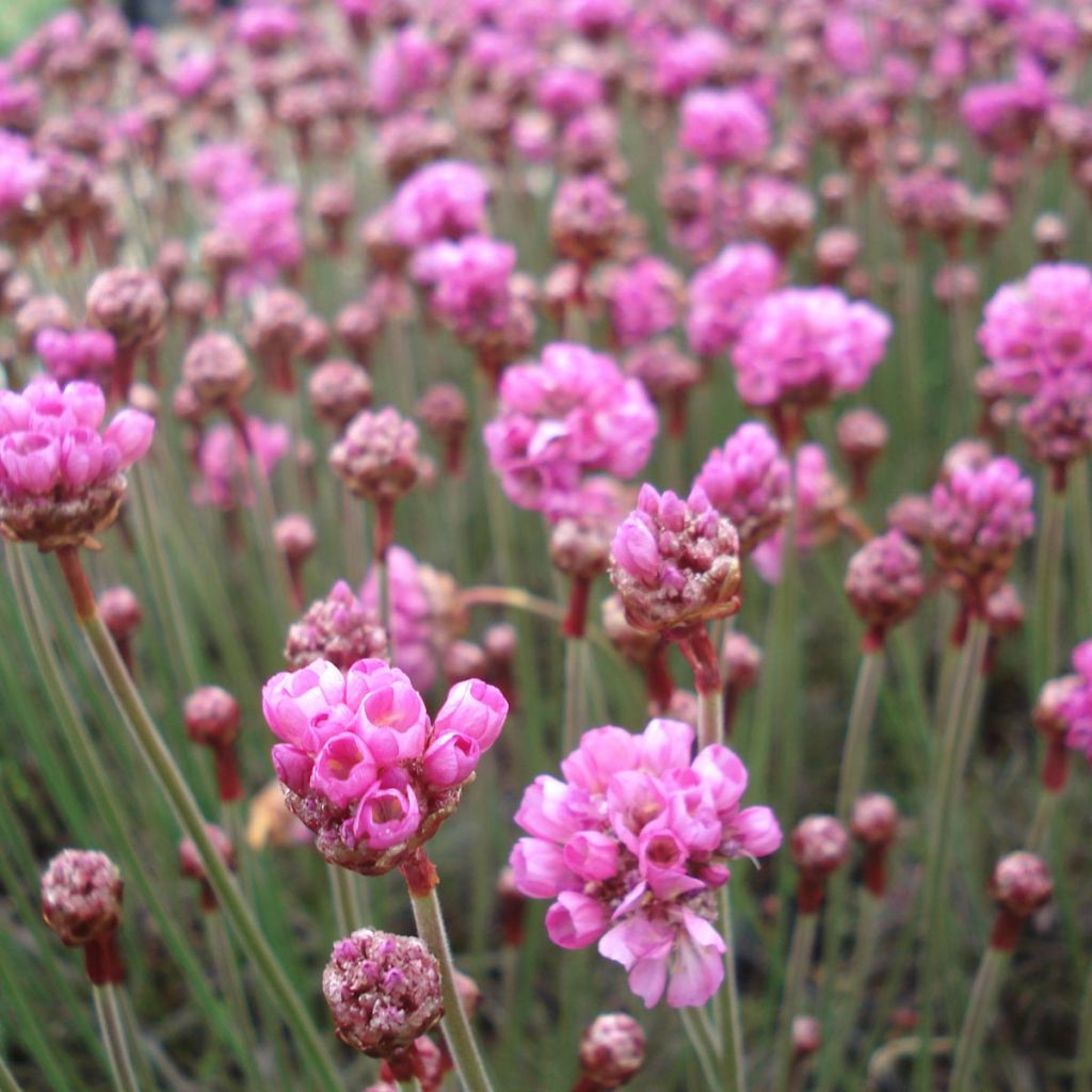 Armeria maritima Vesuvius - Sea Thrift