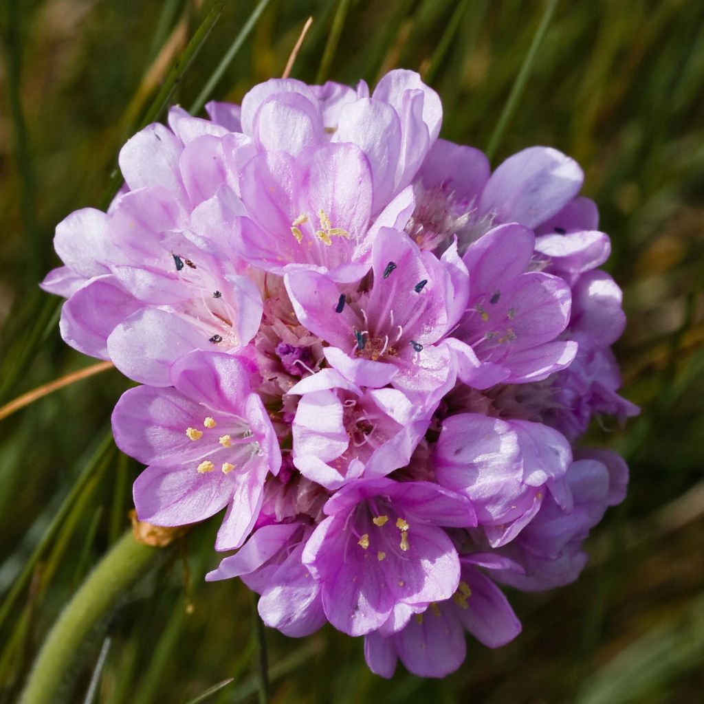 Armeria maritima Rosea - Sea Thrift