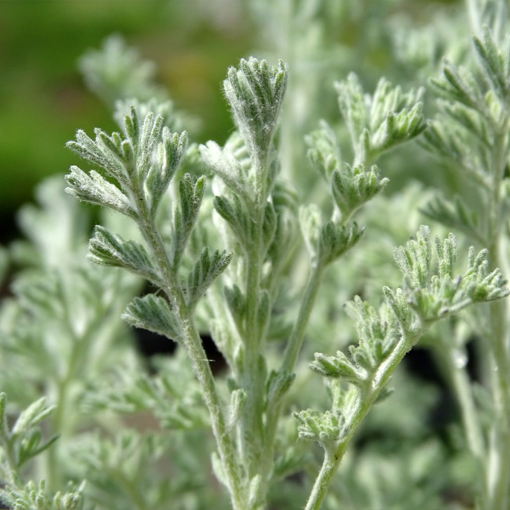 Artemisia arborescens Little Mice
