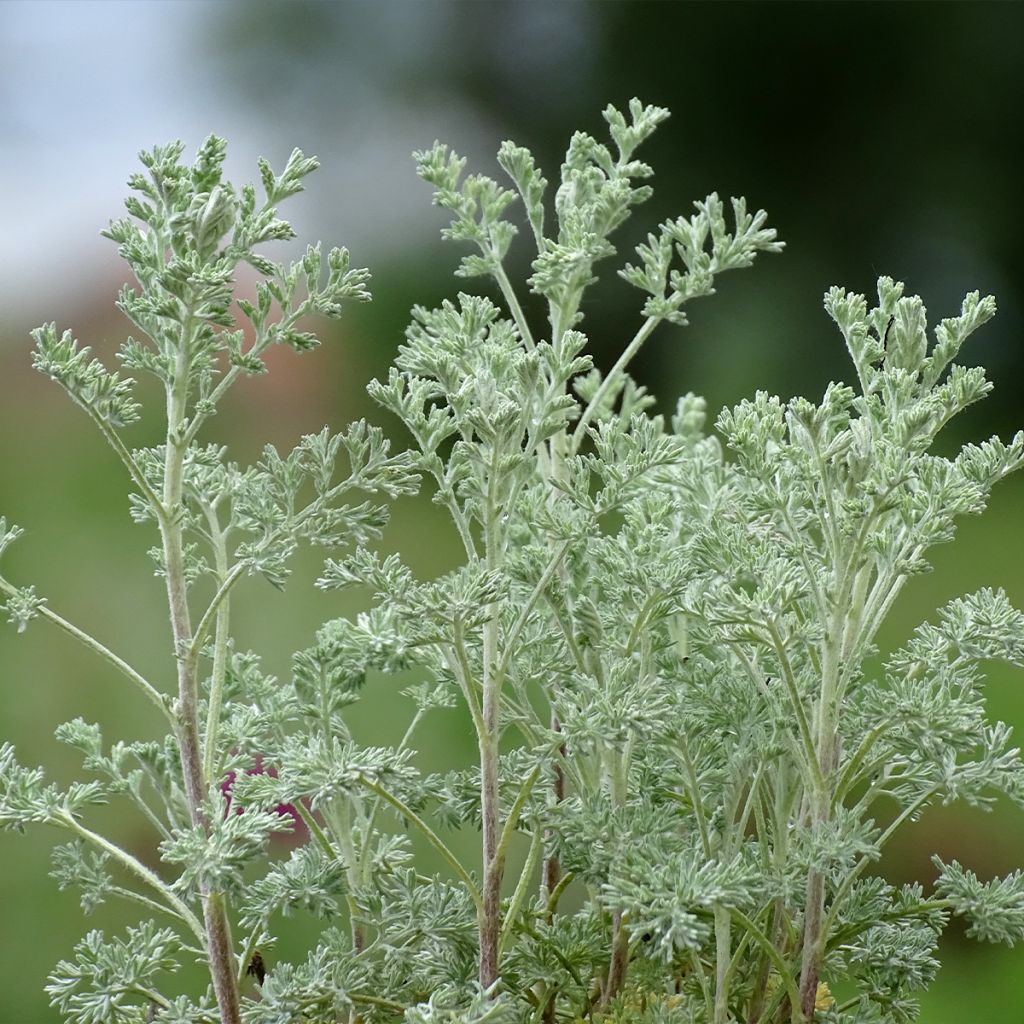 Artemisia arborescens Little Mice