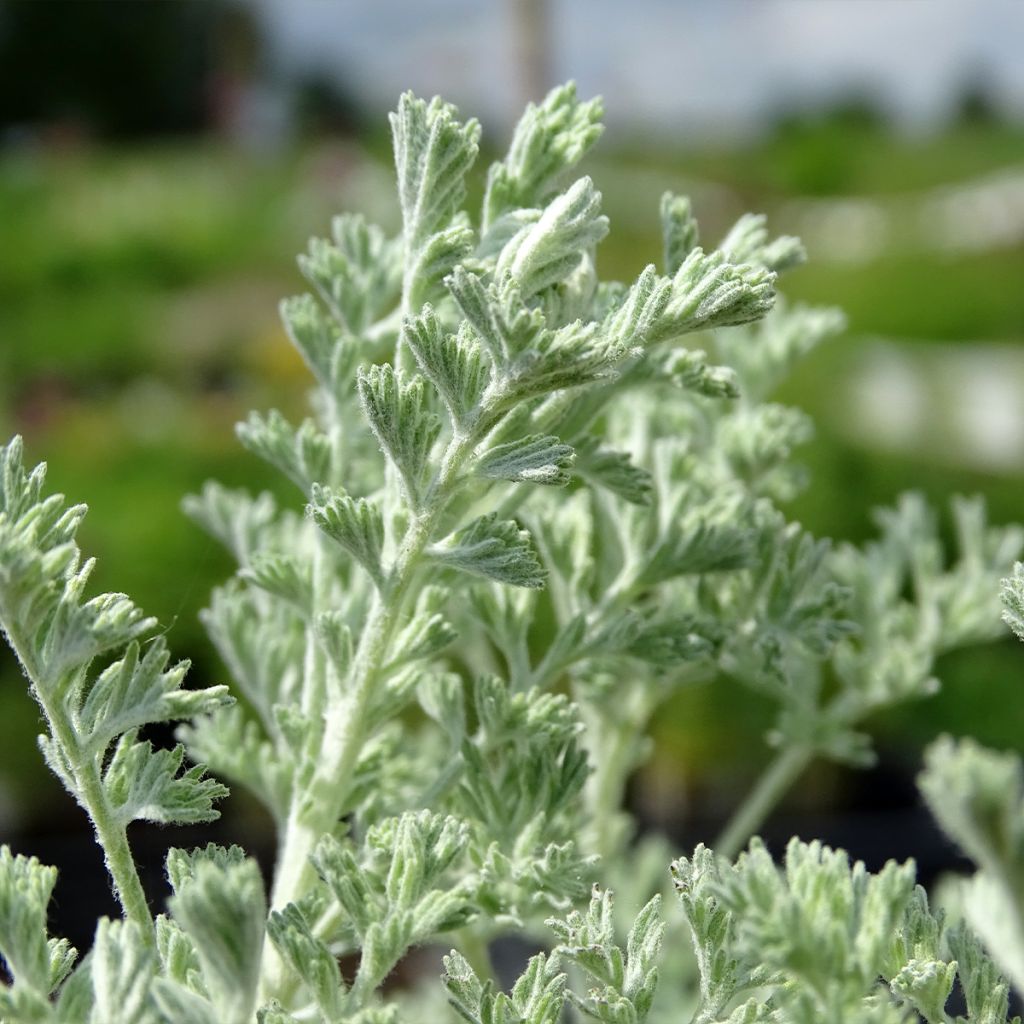 Artemisia arborescens Little Mice