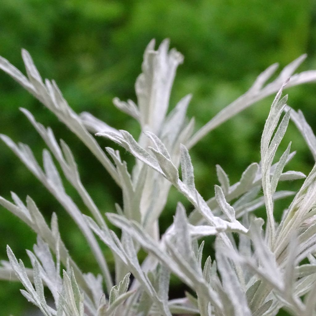 Artemisia ludoviciana Silver Queen