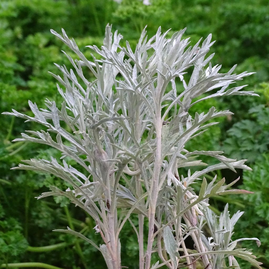 Artemisia ludoviciana Silver Queen