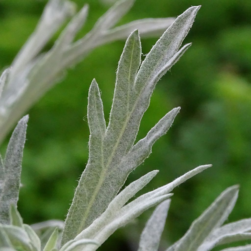 Artemisia ludoviciana Silver Queen