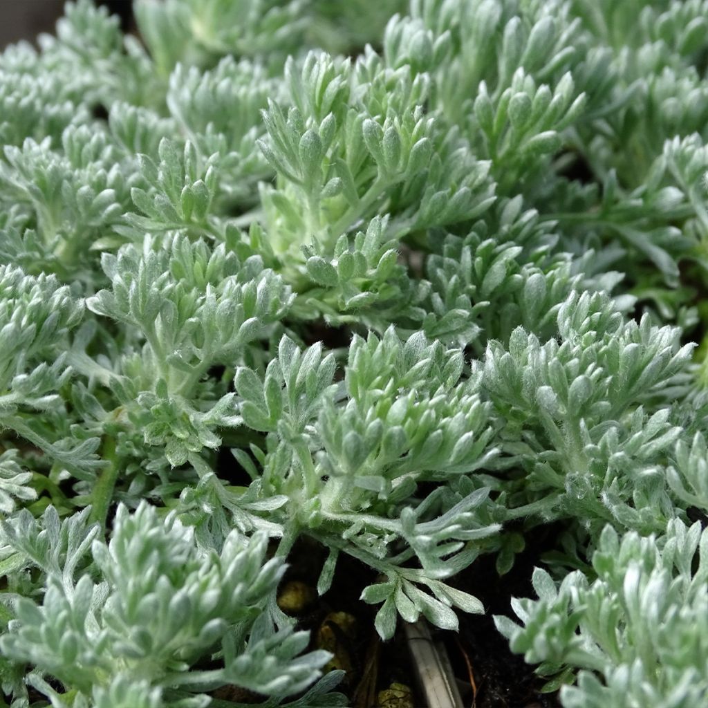 Artemisia schmidtiana Nana