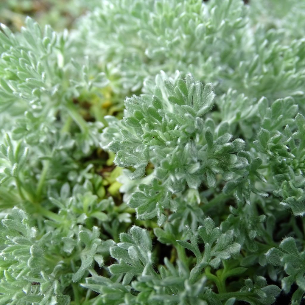 Artemisia schmidtiana Nana